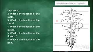 Grade 4 Natural Science 14 May 2020 Basic structure of plants