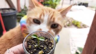 Grow a MANDARIN tree from SEED in a SHOTGLASS!  plus germination, planting and advice