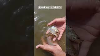 "Saving a Life: Rescuing a Stranded Fish Back to Safety!" #shorts #fish #animals #short