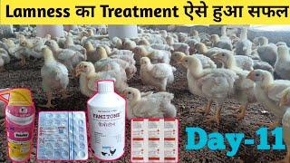 Broiler Chicken Lameness Treatment Day-11 | ऐसे हुआ सफल इलाज | पोल्ट्री में लंगड़ापन का ईलाज