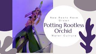 Potting Rootless Orchid After Recovery || To Moss After Root/Leaf Growth