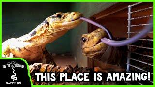 THE COOLEST MONITOR LIZARD REPTILE ROOM! (Mike's Monitors REVISITED)