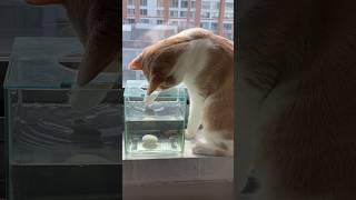 Kitten Pudding catches fish