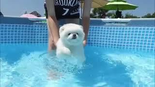 Swimming Pomeranian