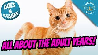 Cat Ages & Stages: All About the Adult Years!