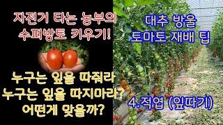 농사이야기 4. 대추방울토마토 적엽(잎따기) 과연 필요한것 인가?? 누구는 해라 누구는 하지마라! 토마토 잎 제거 현대농장 수퍼방토