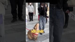 Vì SAO capybara là sinh vật chill nhất thế giới