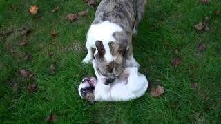 Fern III as a puppy and Liliy