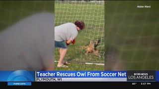 Teacher saves owl trapped in soccer net in Wisconsin