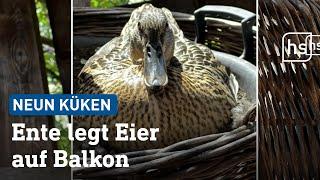 Balkon-Ente aus Bad Soden-Salmünster  | hessenschau