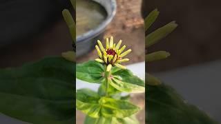 Zinnia started blooming  #flowers #zinnia #shorts #bhojpuri