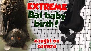 Extreme Bat Birth caught on camera - bungee-jumping baby!