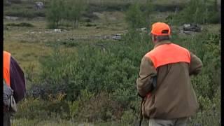 http://sunrisevideo.com/  Boss gun company and Ptarmigan huntingss