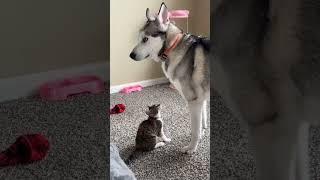 Cat vs dog lol #cat