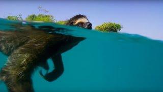 Swimming Sloth Searches For Mate | Planet Earth II | BBC Earth