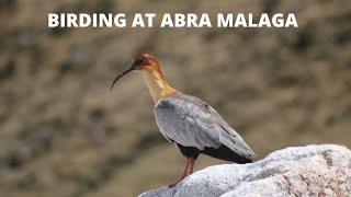 Birding at Abra Malaga / Birding Peru Trips