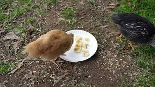 Pullets try some nanner (banana) but aren't too sure about it.