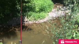 Fishing in tiny creek with Slim Jims!!