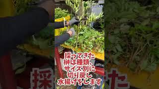 榊収穫 #榊 #本榊 #ヒ榊 #シキミ#切り出し榊#農家