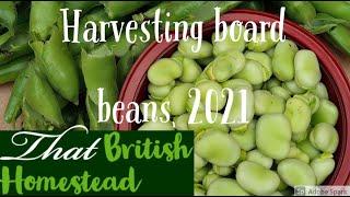 How and when to harvest broad beans for maximum success