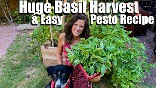 Huge Organic Basil Harvest & Easy Pesto Recipe