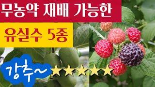 무농약 재배 가능한 유실수 (5종) #키우기 쉬운 유실수