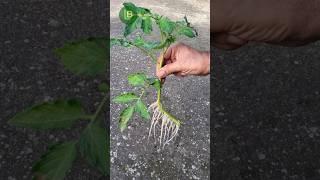 A completely new tomato plant from an existing one. Double your yield