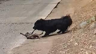 The helpless stray cat was bullied by a vicious dog and could only raise his paws to beg for mercy.