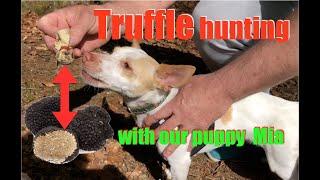 How to train your dog to find truffles