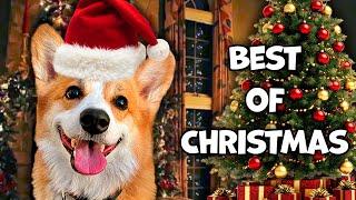 Best Talking Dog Videos  (Christmas Edition)