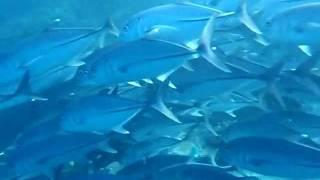 BIG-EYE TREVALLY, Caranx sexfasciatus