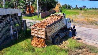 Start New project Clear Forestry Flooded soil Landfill !! Bulldozer D31p Push Stone Fight Forestry