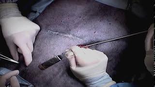 Lung Tumor Removal in a Dog (Minimally Invasive) Dr. Jeffrey J Runge DVM DACVS