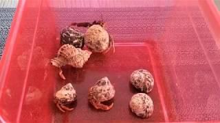 New Purple Pincher Hermit Crabs