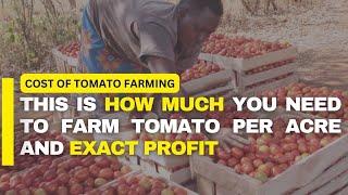 The Cost and Profit of Tomato Farming Per Acre in Kenya 2024