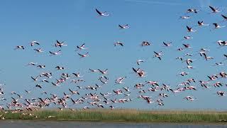 volo di fenicotteri rosa a Gorino sul delta del PO