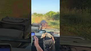 Angry Hippo Attacks Safari Vehicle