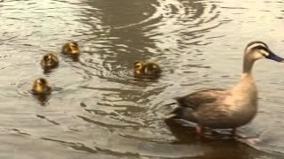 カルガモの親子！ 13 baby ducks following the mother!