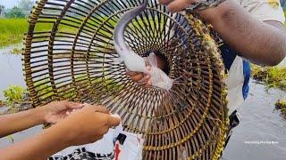 Rural Traditional Polo Fishing 2024️ গ্রামে অসাধারণ  মাছ শিকার পলো দিয়ে #fish_video #fishing