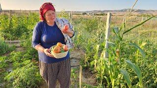 AKŞAM AKŞAM BAHÇE HASATI DOMATES SALATALIK KIŞLIK FASULYE