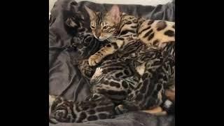 They are just so precious!! #catmom #kittensoftheworld #bengalkittens #bengal_cats #kittenlady