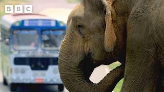 Elephant's clever trick for getting more snacks - BBC