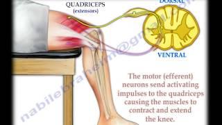 Knee Jerk Reflex - Everything You Need To Know - Dr. Nabil Ebraheim