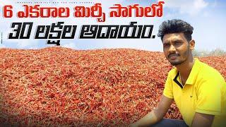 Mirchi Cultivation In Telugu | Mirchi Crop | Mirchi Veraitys | మిరప సాగు.