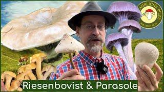 Kuhmaul, Hasenstaeubling & Parasol - Pilz Wiesen & Wald erleben - Pilze sammeln August 2023