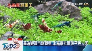 【十點不一樣】高檔水晶蝦堪比名牌包 蝦王曝飼養秘笈