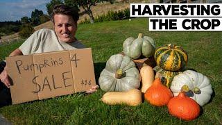 Did We Make Any Money?  Pumpkin Side Hustle Pt.2