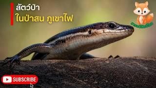 สารคดีสัตว์โลก ป่าแห่งไฟ การเอาตัวรอดของสัตว์ป่า ในป่าสนภูเขาไฟ