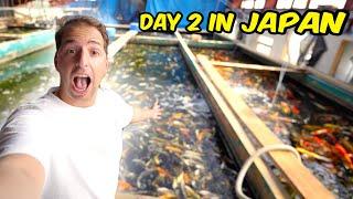 IS THERE STILL ENOUGH KOI?? New Koi House SHINTARO Koi Farm