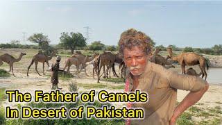 Camels documentary || Interesting Facts & Myths || Hidden life secrets of Camels